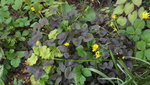 Heuchera mit Ficaria Brazen Hussy.JPG