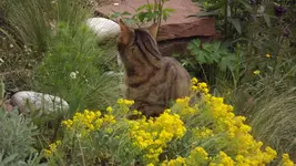 Katze, Stipa, Steinkraut.webp