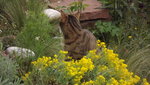 Katze, Stipa, Steinkraut.JPG