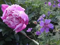 pfingstrose storchschnabel Nimbus.webp