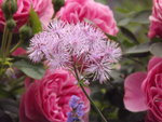 Rose Wiesenraute.JPG