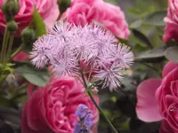 Rose Wiesenraute.webp