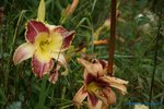 comp_DSC09125.jpg