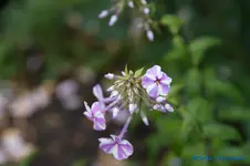 comp_DSC09127.webp