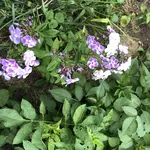 IMG_5024.JPG