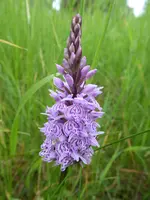 P1000954Kanabenkraut.webp P1000954Kanabenkraut.webp