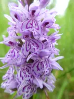 P1000955.webp P1000955.webp