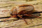 DSCN9475.JPG