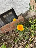 unbekannte Blume.webp