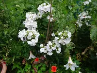 DSC01123.webp