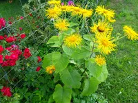 DSC01136.webp
