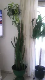 20200706_131628.jpg