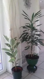 20200706_131647.jpg