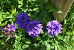 knäuelglockenblume.JPG
