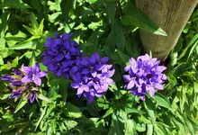 knäuelglockenblume.webp