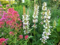 elfendistel.webp