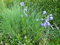 DSCF3872 (2).JPG