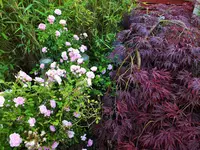 DSCF3881 (2).webp