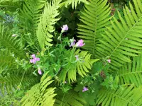 DSCF3884 (2).webp