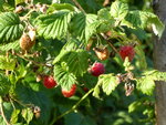 P1010135Himbeeren.JPG