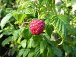 P1010136Himbeeren.JPG