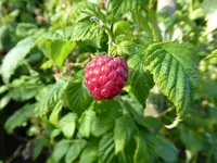 P1010136Himbeeren.webp