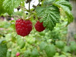 P1010165Himbeeren.JPG