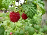P1010165Himbeeren.webp
