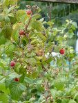 P1010185Himbeeren.JPG
