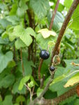 P1010187schwarze Johannisbeere.JPG