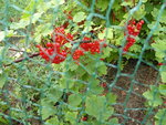 P1010188rote Johannisbeere.JPG