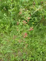 P1010200Brombeere.webp