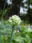 P1010217Gemüsezwiebel.JPG