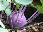 P1010226Kohlrabi.JPG