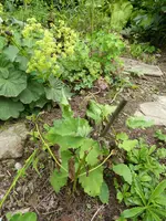 P1010158Mohnbrötchenpflanze.webp