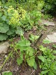 P1010158Mohnbrötchenpflanze.JPG