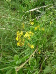 P1010176Johanniskraut.JPG