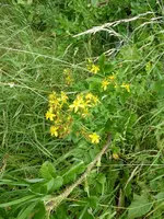 P1010176Johanniskraut.webp