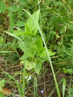P1010191Wunderblume.webp