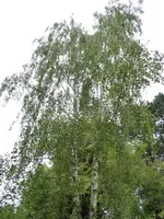P1010207Birke.JPG