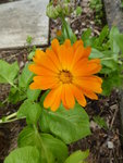 P1010212Ringelblumee.JPG