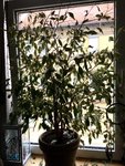 IMG_8686.JPEG
