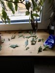 IMG_8689.JPEG