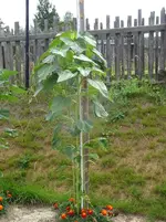 k-DSC03124.webp