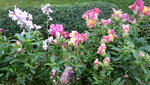 20200708_195138.jpg