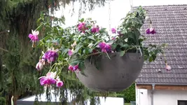 20200708_195251.jpg