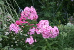 Phlox  2319.JPG