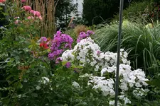 Phlox0815.webp