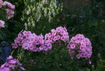 Phlox3517.JPG
