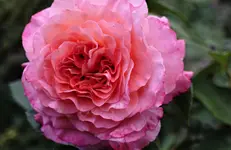 2020rsn18.webp 2020rsn18.webp